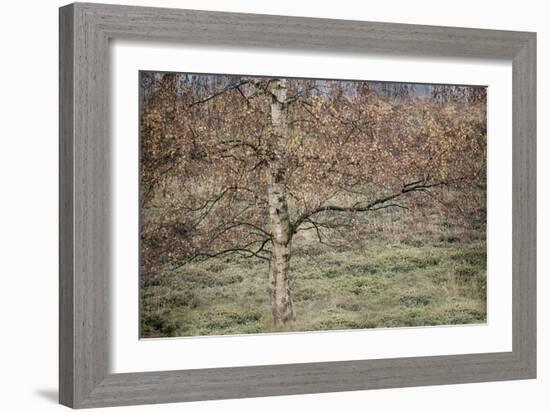 Birch-Cora Niele-Framed Photographic Print