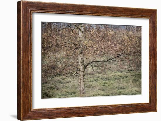 Birch-Cora Niele-Framed Photographic Print