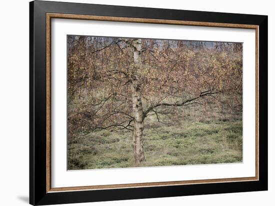 Birch-Cora Niele-Framed Photographic Print