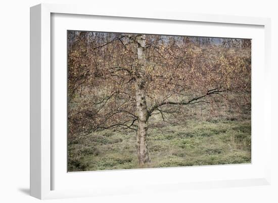 Birch-Cora Niele-Framed Photographic Print