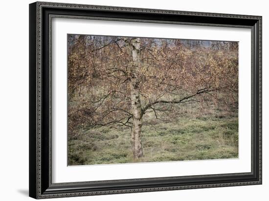 Birch-Cora Niele-Framed Photographic Print