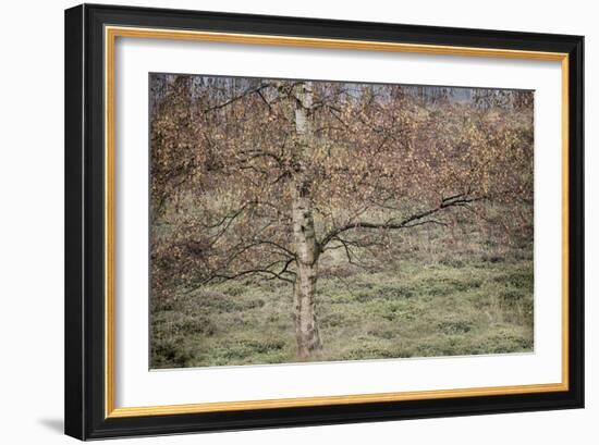 Birch-Cora Niele-Framed Photographic Print