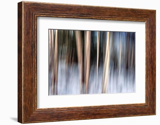 Birchbank in Winter-Ursula Abresch-Framed Photographic Print