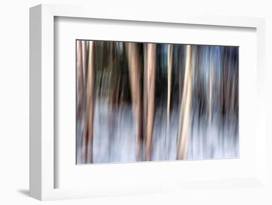 Birchbank in Winter-Ursula Abresch-Framed Photographic Print