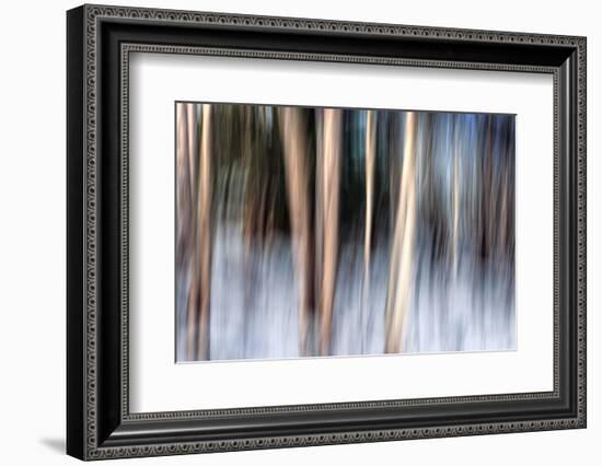 Birchbank in Winter-Ursula Abresch-Framed Photographic Print