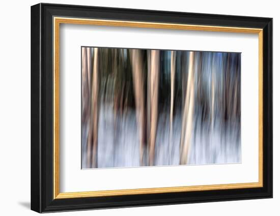 Birchbank in Winter-Ursula Abresch-Framed Photographic Print