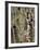 Birches 1-Karla Gerard-Framed Giclee Print