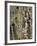 Birches 1-Karla Gerard-Framed Giclee Print