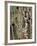 Birches 1-Karla Gerard-Framed Giclee Print