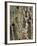 Birches 1-Karla Gerard-Framed Giclee Print