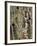 Birches 1-Karla Gerard-Framed Giclee Print