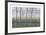 Birches and Corn Field-Oliviero Masi-Framed Collectable Print