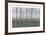 Birches and Corn Field-Oliviero Masi-Framed Collectable Print