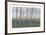 Birches and Corn Field-Oliviero Masi-Framed Collectable Print