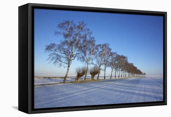 Birches at a Country Lane and Snow-Covered Fields on the Baltic Sea Island Poel Near Wismar-Uwe Steffens-Framed Premier Image Canvas