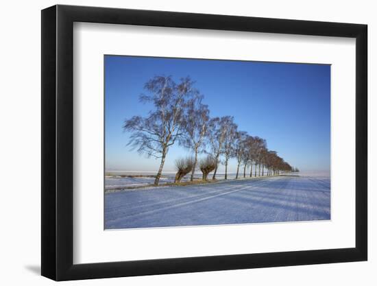 Birches at a Country Lane and Snow-Covered Fields on the Baltic Sea Island Poel Near Wismar-Uwe Steffens-Framed Photographic Print