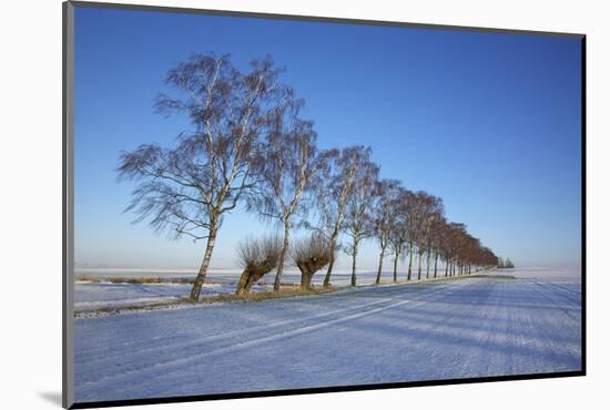 Birches at a Country Lane and Snow-Covered Fields on the Baltic Sea Island Poel Near Wismar-Uwe Steffens-Mounted Photographic Print