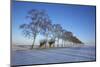 Birches at a Country Lane and Snow-Covered Fields on the Baltic Sea Island Poel Near Wismar-Uwe Steffens-Mounted Photographic Print