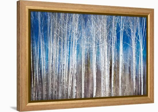 Birches in Spring-Ursula Abresch-Framed Premier Image Canvas