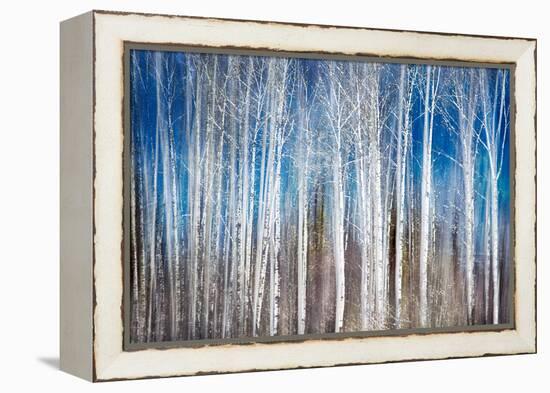 Birches in Spring-Ursula Abresch-Framed Premier Image Canvas