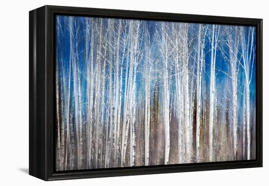 Birches in Spring-Ursula Abresch-Framed Premier Image Canvas