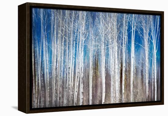 Birches in Spring-Ursula Abresch-Framed Premier Image Canvas