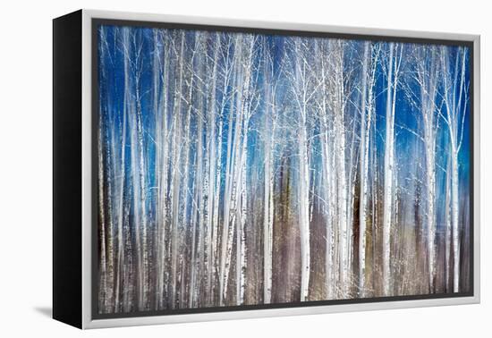 Birches in Spring-Ursula Abresch-Framed Premier Image Canvas