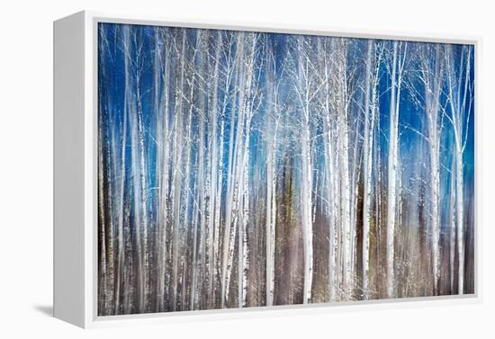 Birches in Spring-Ursula Abresch-Framed Premier Image Canvas