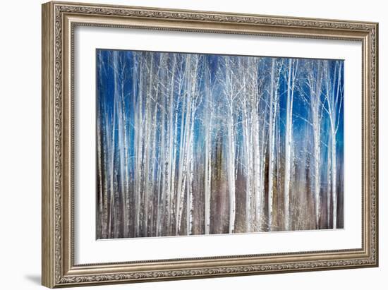 Birches in Spring-Ursula Abresch-Framed Premium Photographic Print