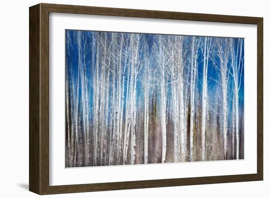Birches in Spring-Ursula Abresch-Framed Premium Photographic Print
