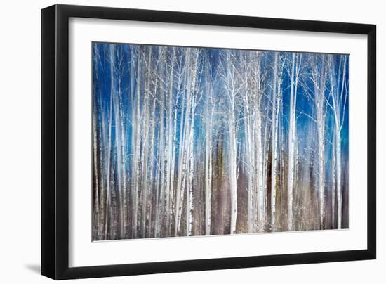 Birches in Spring-Ursula Abresch-Framed Premium Photographic Print