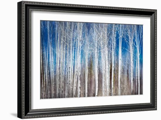 Birches in Spring-Ursula Abresch-Framed Premium Photographic Print