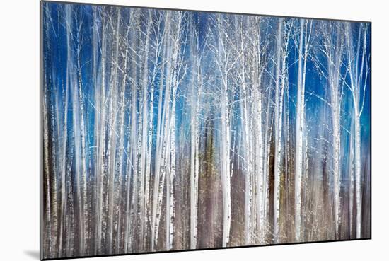 Birches in Spring-Ursula Abresch-Mounted Premium Photographic Print