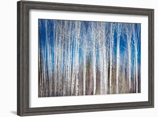 Birches in Spring-Ursula Abresch-Framed Photographic Print