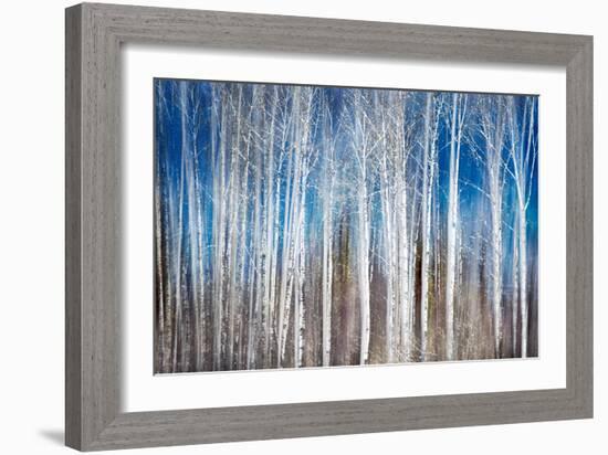 Birches in Spring-Ursula Abresch-Framed Photographic Print