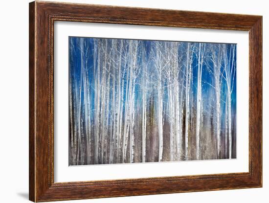 Birches in Spring-Ursula Abresch-Framed Photographic Print