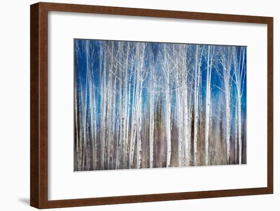 Birches in Spring-Ursula Abresch-Framed Photographic Print