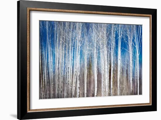 Birches in Spring-Ursula Abresch-Framed Photographic Print