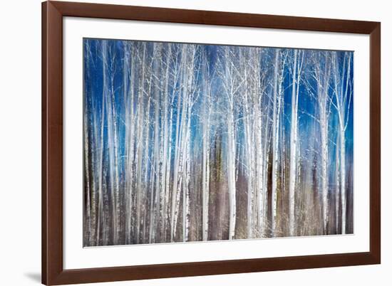 Birches in Spring-Ursula Abresch-Framed Photographic Print