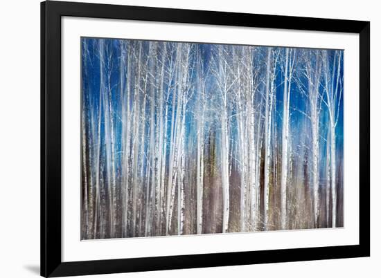 Birches in Spring-Ursula Abresch-Framed Photographic Print