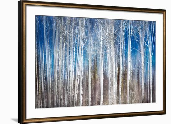 Birches in Spring-Ursula Abresch-Framed Photographic Print