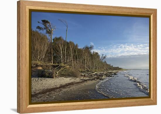 Birches on the Western Beach of Darss Peninsula-Uwe Steffens-Framed Premier Image Canvas