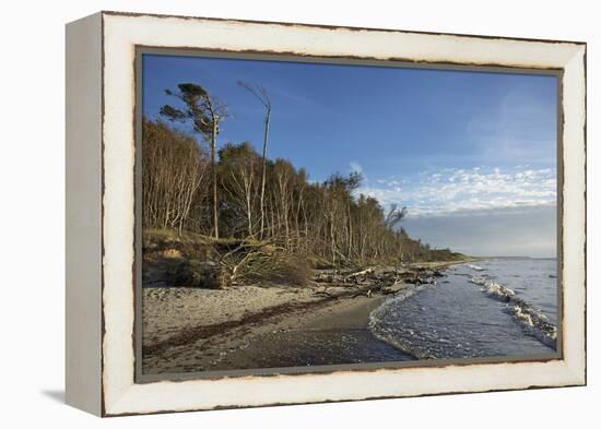 Birches on the Western Beach of Darss Peninsula-Uwe Steffens-Framed Premier Image Canvas