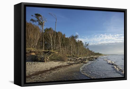 Birches on the Western Beach of Darss Peninsula-Uwe Steffens-Framed Premier Image Canvas