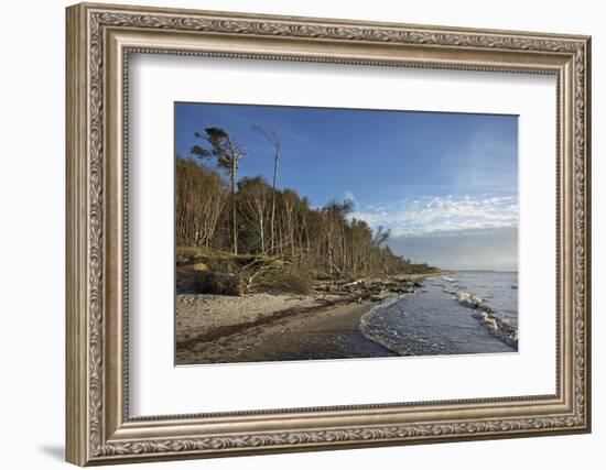 Birches on the Western Beach of Darss Peninsula-Uwe Steffens-Framed Photographic Print