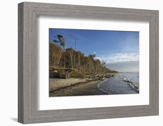 Birches on the Western Beach of Darss Peninsula-Uwe Steffens-Framed Photographic Print