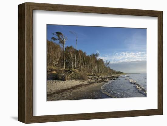 Birches on the Western Beach of Darss Peninsula-Uwe Steffens-Framed Photographic Print