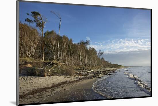 Birches on the Western Beach of Darss Peninsula-Uwe Steffens-Mounted Photographic Print