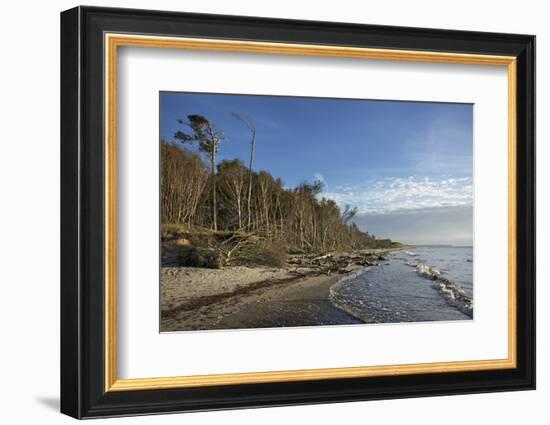 Birches on the Western Beach of Darss Peninsula-Uwe Steffens-Framed Photographic Print