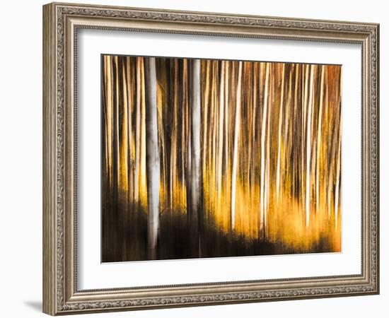 Birches-Ursula Abresch-Framed Photographic Print